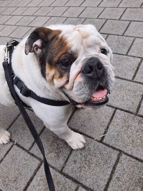 Close-up of an English Bulldog's wrinkled face and folds