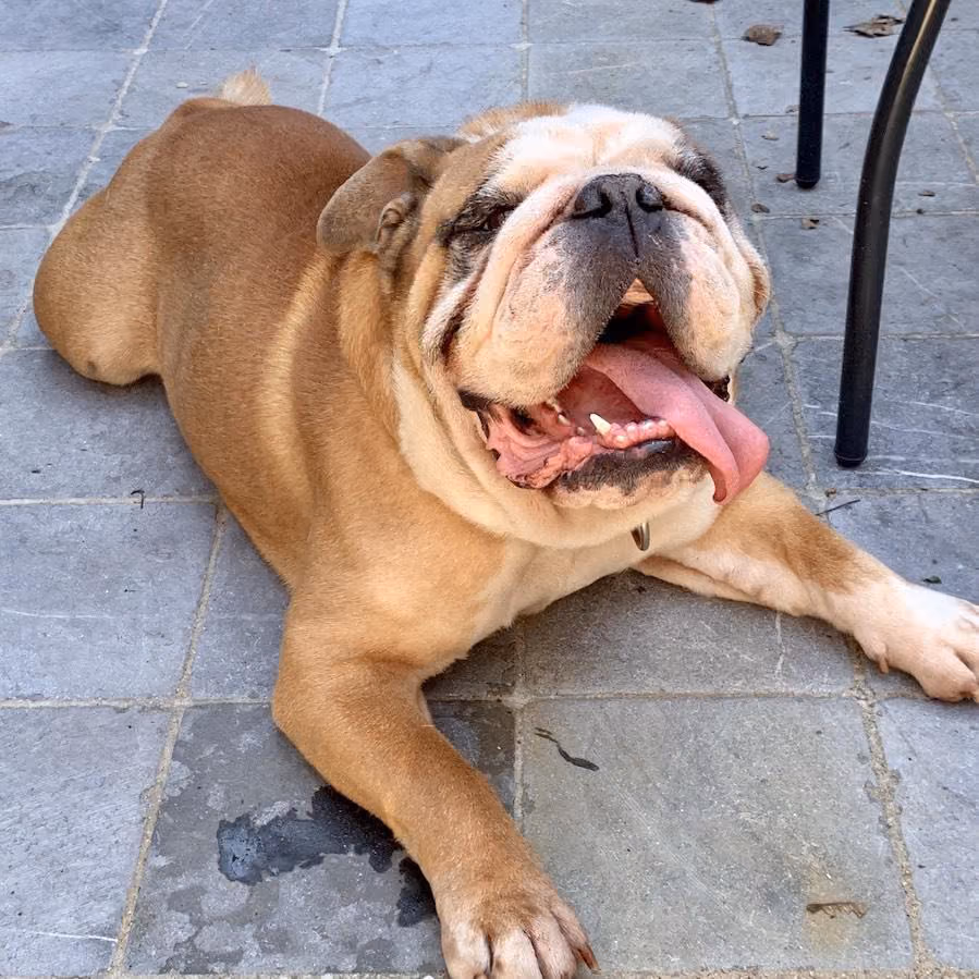 English Bulldog lying down and panting heavily to cool off