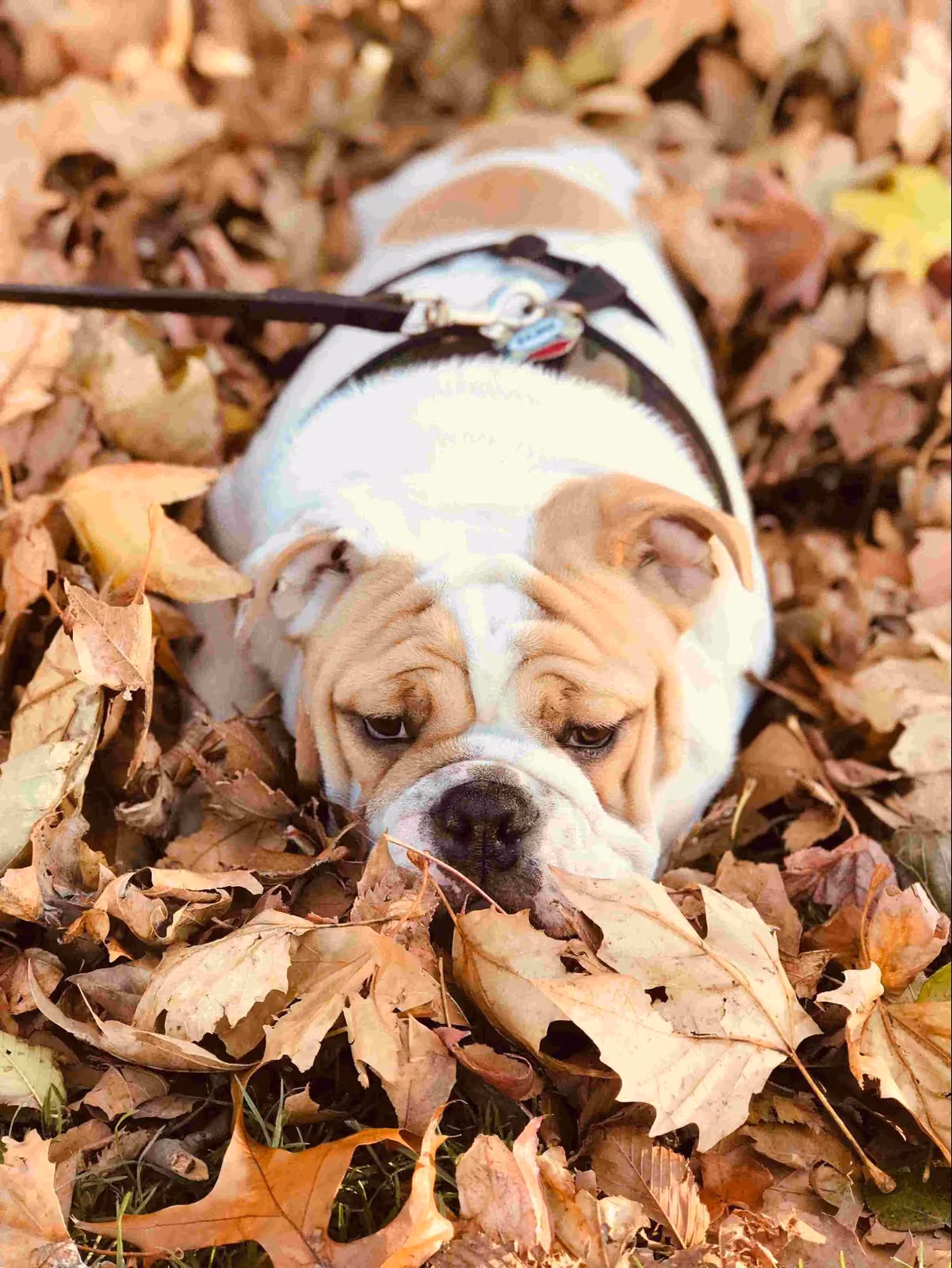English Bulldog puppy lying in a pile of autumn leaves on a leash