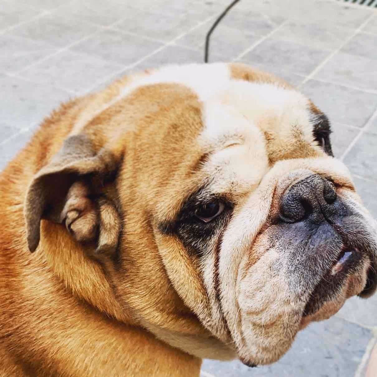 Close-up of a calm, resting English Bulldog face