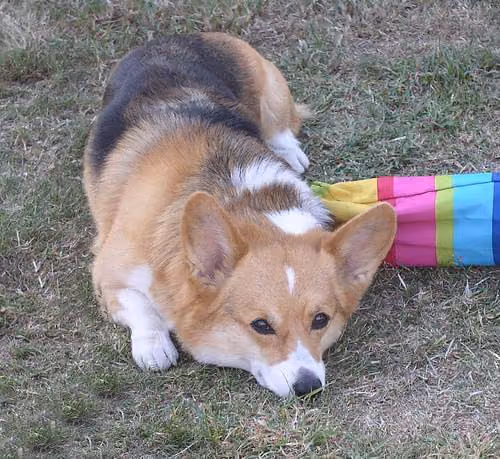 A red and white Pembroke Welsh Corgi resting on grass, showing its thick double coat