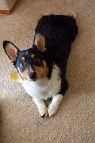 A tricolour corgi looking up at the camera with a toy in its mouth