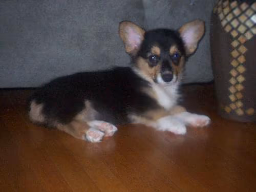 A Pembroke Welsh Corgi puppy lying on a wooden floor with its back legs stretched out behind it